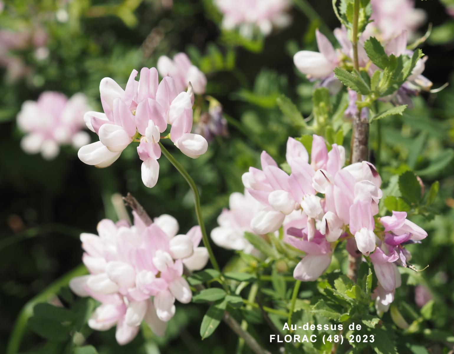 Vetch, Crown